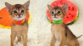 The cutest Abyssinian and Burmese kittens play and meow