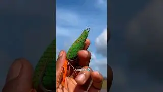 Arapaima Lure.. 😳😳 | Fishing | Traditional fishing Videos | Viral Videos | Snakehead fishing Videos