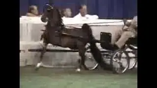 2009 Harness Pony Stallion & Gelding World Championship