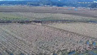 【島根の田んぼ】田んぼの様子をライブ配信中！２４時間いつでも確認できます！｜自然 田舎 緑 癒し 島根県 八なお米穀店（はなお）