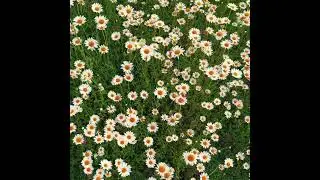 When Nature Shows Off: Flower Meadow Bliss #gulmarg @IshfaqMalik00