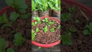 #review Mentha suaveolens, the apple mint - របៀបដាំជីអង្កាម #garden #gardening
