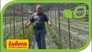 The breeding of tomatoes at Lubera