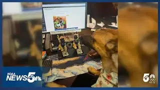 Police Foundation shares update on K9 injured in Colorado Springs incident