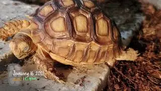 6-7 month old sulcata tortoise - eating and walking around