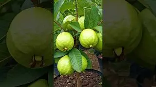 🌿Grow Guava Trees FAST with These Pro Tips for Beginners! #guava
