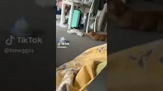 cat and the slipper