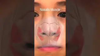 How the Bunny Nose Movement Occurs - The Nasalis Muscle! #shorts @fauquierent