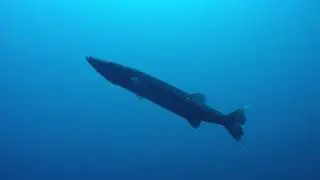 The Great Barracuda of the Lake (Coron Island)