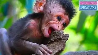 Lovely Baby Monkey Is Learning To Bite Something, Training For Food