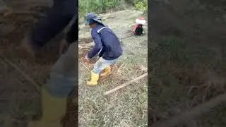 Matahormigas Saeta