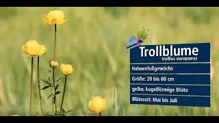 Die Trollblume im Wittelsbacher Land