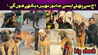 tollinton market lahore ma aj se pahly asy dogs kabi nahi aye  January 18, 2026