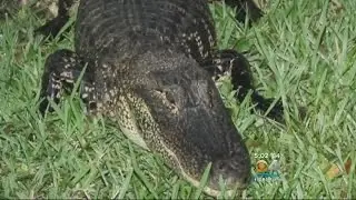Alligator Invader Captured, Killed In Country Walk