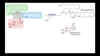 Lecithinase Test | Theory & Results