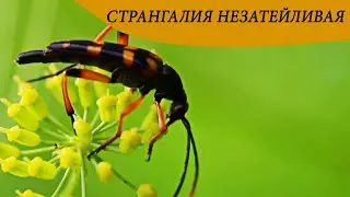 #КОРОТКО О Странгалия незатейливая (Strangalia attenuata) / МИЛЛИМЕТРОВАЯ ВСЕЛЕННАЯ