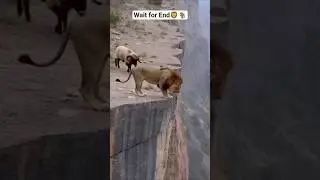 wait for End 🦁🐐#shorts #shortsfeed #lion