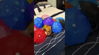 Minion gets umbrellas...Many umbrellas!!