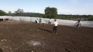 Pilo Torres capando terneros