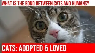 Cat Adoption Success Stories: From Rescue to Forever Homes PART 2