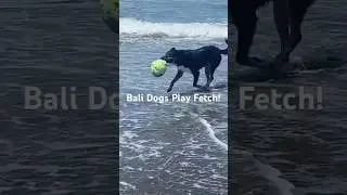 Perfect Beach Companions #doglover #balidog #rescuedandloved