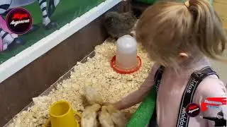 Поехал с Марией Андреевной в контактный зоопарк/I went with Maria Andreevna to the petting zoo