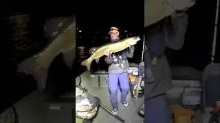 Musky Sucker Fishing LiveScope Saint John River NB #fish #fishing #fishingvideo #Musky #muskyfishing
