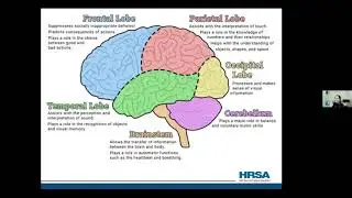 The Healthy Aging Brain