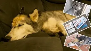 KITANA THE HUSKY'S EMERGENCY SURGERY | SKULL FRACTURE | LIFE WITH 4 HUSKIES, 2 BOYS & PREGNANT!