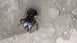 Sounds of House Cricket insect ( Acheta Domestica) উঁইচিৰিঙা ৰ মাত
