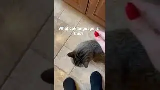 What cat language is this?
