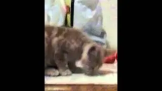 Cat eating lettuce