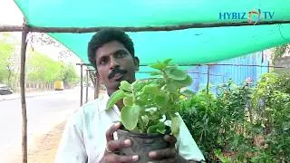 Nurseries in Hyderabad | Best Nursery Plant Suppliers in Hyderabad
