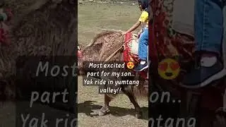 Do not miss the Yak ride in yumtang valley and Changu lake... #North Sikkim #travel ...