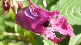 Himalayan Balsam  - Impatiens  - Risabalsam&iacute;a - Risal&iacute;sa - Snuddul&iacute;sa  - Villijurt
