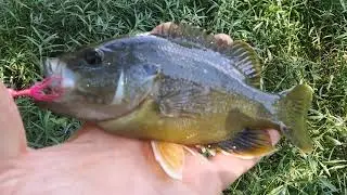 IN GOD River Fishing and caught a nice Goggle Eye In Natures Great Out Doors in Clinton Arkansas