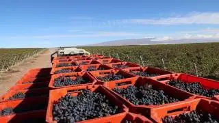 Karas Wines