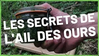 L'ail des ours au plus simple  [Cueillette sauvage]