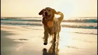 Episode 1- Golden Light: Freedom Lives in Every Sunset
