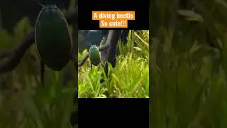 A diving beetle swimming Dytiscidae insects in water 물방개 곤충