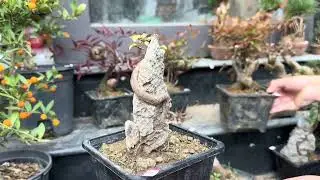 #bonsai#tùng Nhật,thông đen,phong,đậu vàng,Tùng Ngọc trai,dt 0973 446 313 tối 12/1/2026
