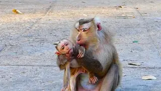Mother Rejecting and Ignoring Rockstar Milk First Time That Wish To Cut Off Milk