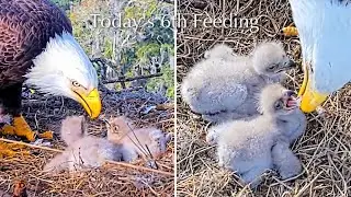 #105🦅NE32🐥9&deg; & NE33🐥7&deg;／NEFL 2025-2026／Gabby💗Beau／by American Eagle Foundation
