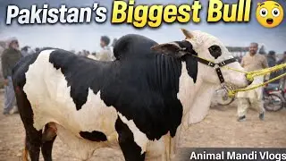 World Class Biggest Bull in Zahir Pir Mandi 🐂 | Rajanpur Animal Market Vlog