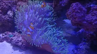 My First Long Tentacle Anemone | Placement, Lighting & Tips