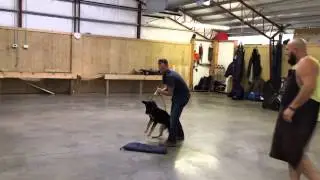 Vreny Long Bite Young German Shepherds for Sale ProtectionDogSales.com