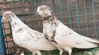 Arun bhai ke ghar ke champion 🏆 bloodline ke jode for sale 9350051975