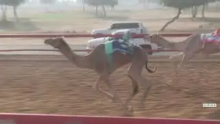 R13 28 12 2025E الشوط (13) مرموق للسيد/ مهير سيف نايع بنواس الكتبي