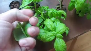 Deep Water Culture Hydroponics for an Indoor All Season Garden