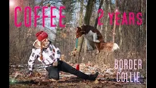Coffee Border Collie ♥ 2 years ♥